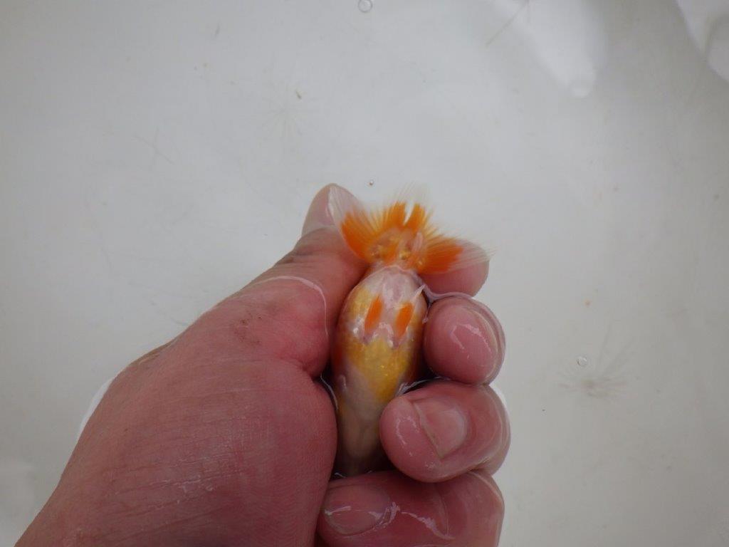 【 約１週間の期間限定販売】これからの魚！　約8㎝　性別不明【 岡山村上暢彦氏作】