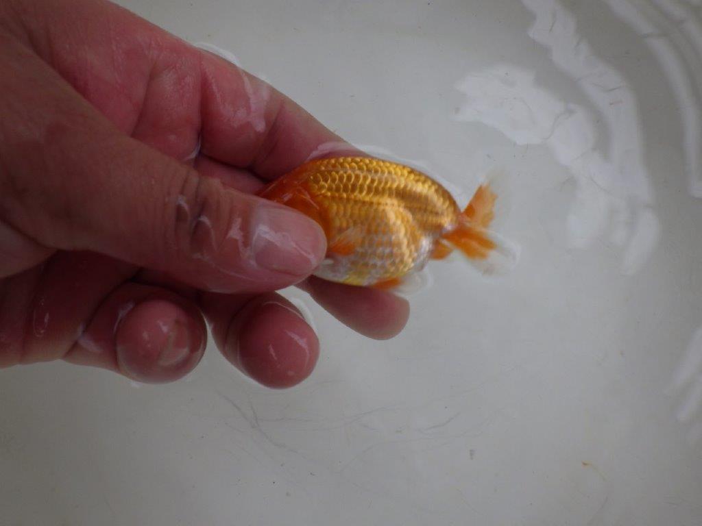 【 約１週間の期間限定販売】これからの魚！　約8㎝　性別不明【 岡山村上暢彦氏作】