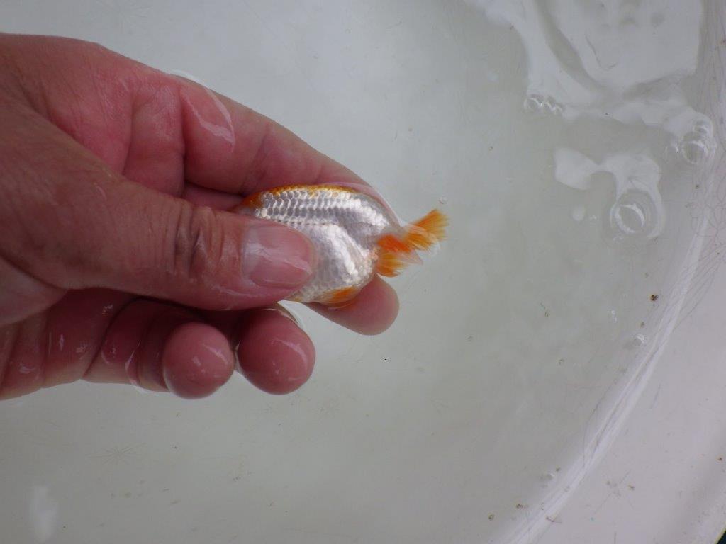 【 約１週間の期間限定販売】今後に期待の１尾！　約8,5㎝　性別不明【 岡山村上暢彦氏作】