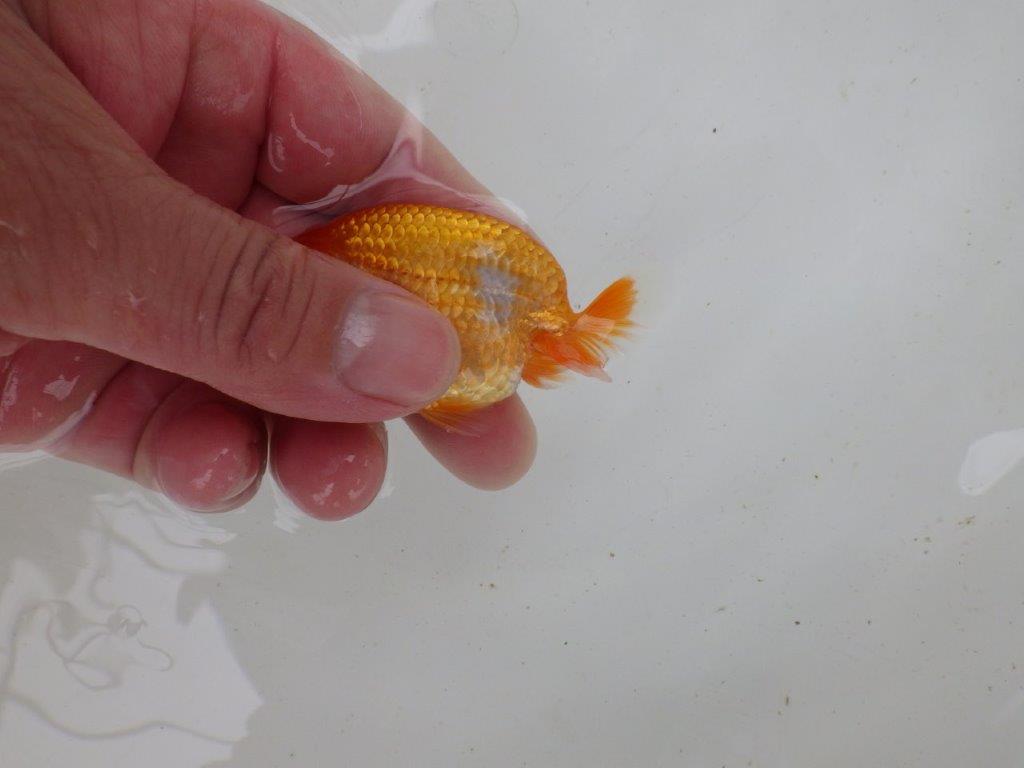 【 一押し！！】ギザギザのフンタンが特徴の更紗　　期間限定販売　約8㎝　性別不明