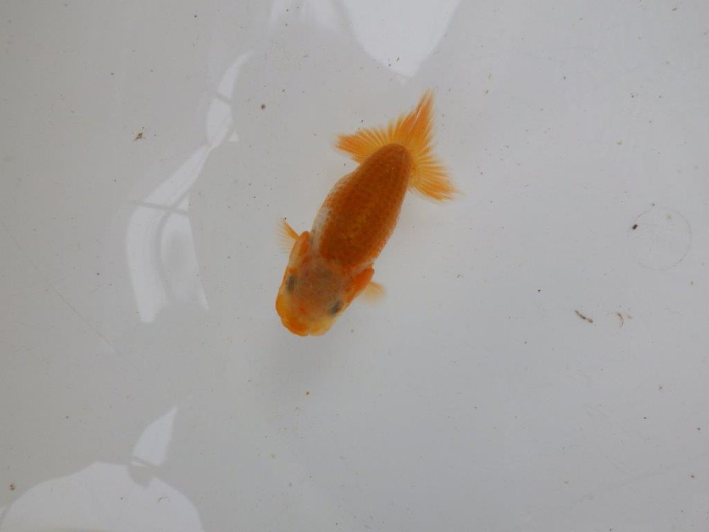 【 一押し！！】カナコ系の小豆更紗模様が綺麗！　　期間限定販売　約8㎝　性別不明