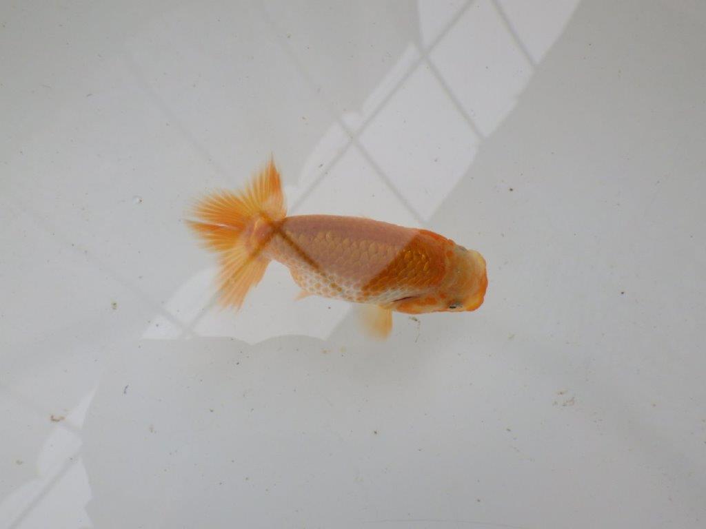 【 一押し！！】カナコ系の小豆更紗模様が綺麗！　　期間限定販売　約8㎝　性別不明