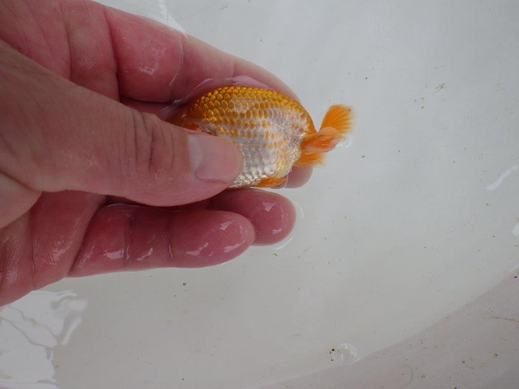 【 一押し！！】カナコ系の小豆更紗模様が綺麗！　　期間限定販売　約8㎝　性別不明