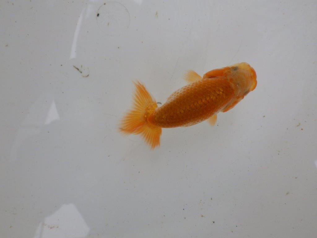 【 一押し！！】カナコ系の小豆更紗模様が綺麗！　　期間限定販売　約8㎝　性別不明
