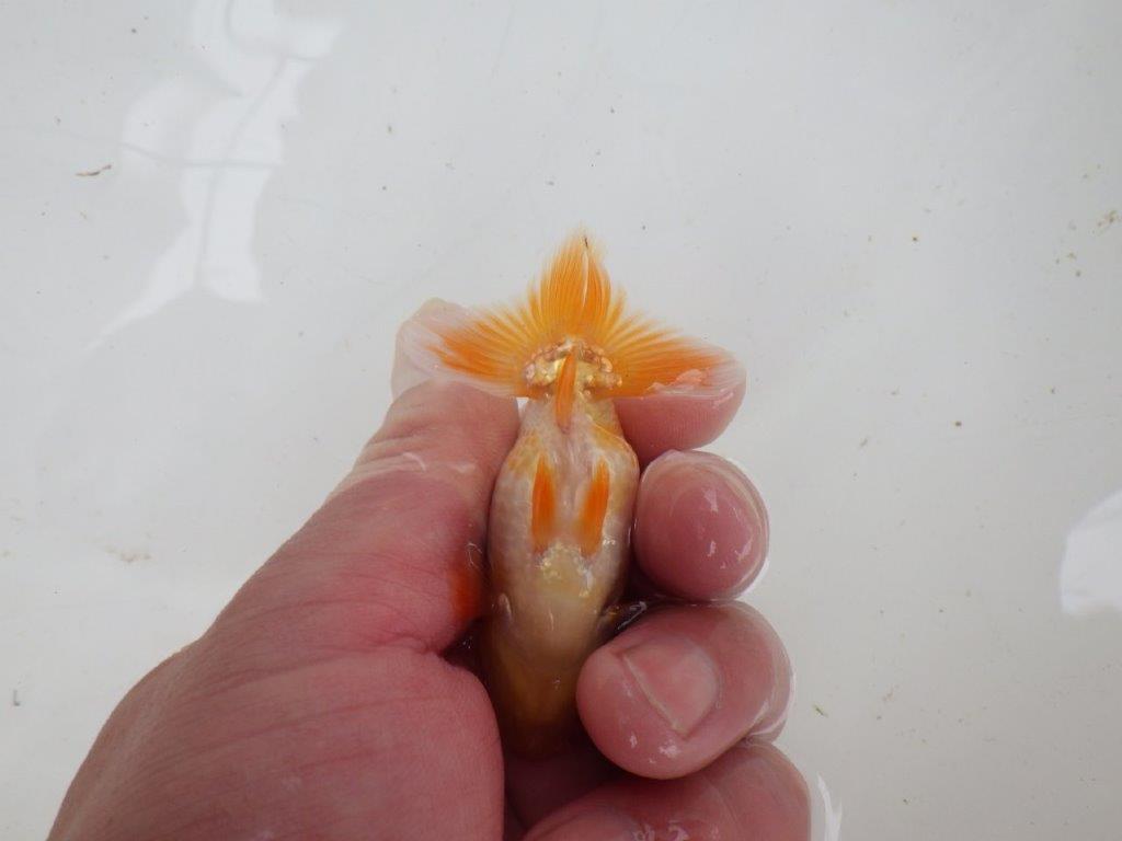 【 一押し！！】カナコ系の小豆更紗模様が綺麗！　　期間限定販売　約8㎝　性別不明