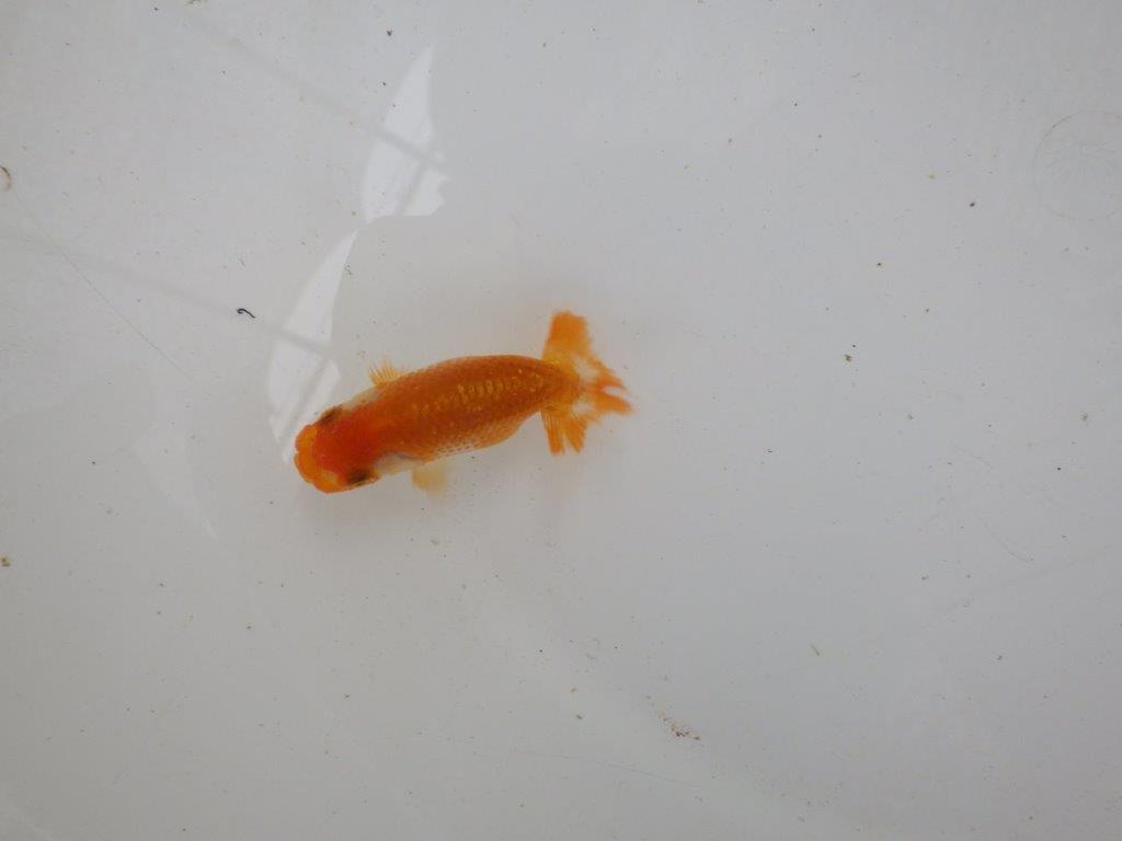 【 一押し！！】可愛い更紗らんちゅう　　期間限定販売　約7㎝　性別不明