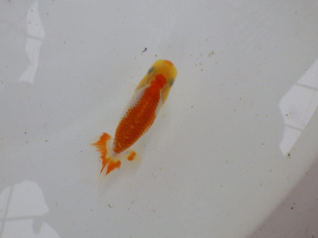 【 一押し！！】色艶が良く尾型も綺麗な更紗　　期間限定販売　約8㎝　性別不明の上身