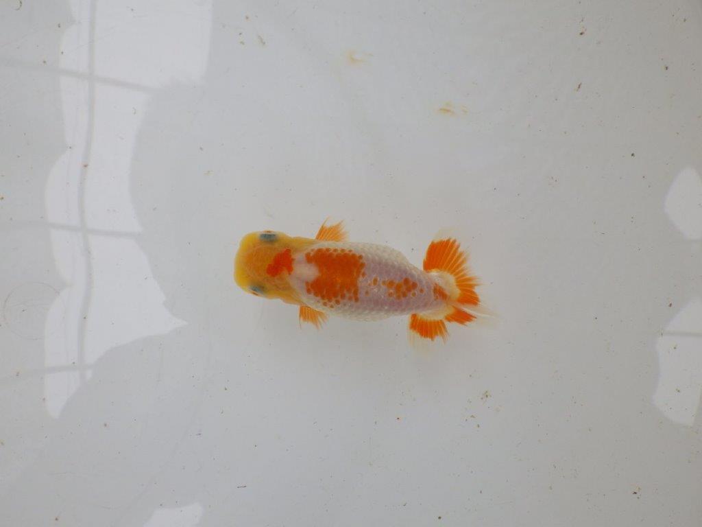 【 一押し！！】飼い込みお勧めの一尾！　　期間限定販売　約9㎝　性別不明