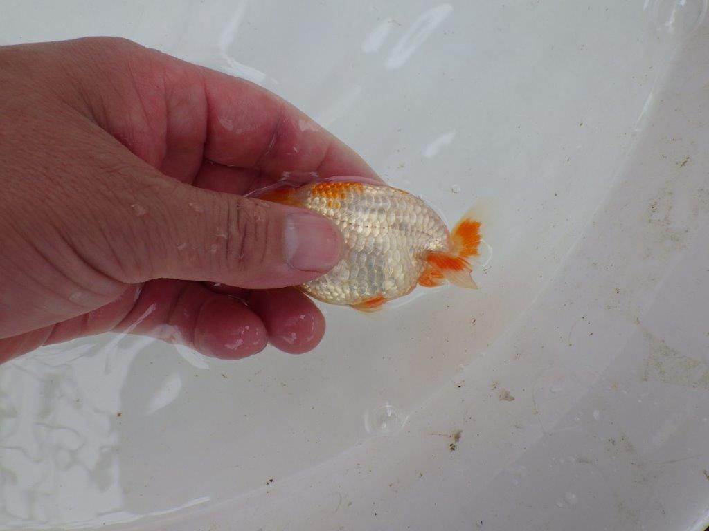 【 一押し！！】飼い込みお勧めの一尾！　　期間限定販売　約9㎝　性別不明