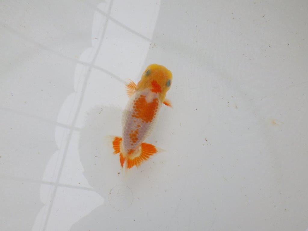 【 一押し！！】飼い込みお勧めの一尾！　　期間限定販売　約9㎝　性別不明