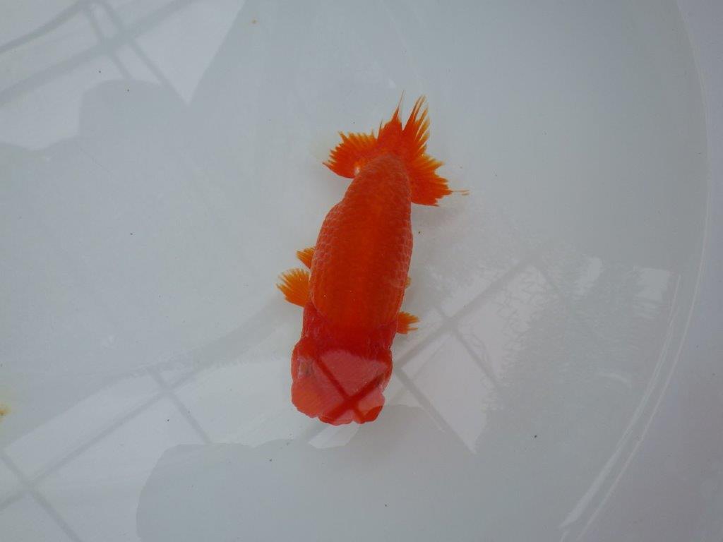 【美しい更紗、カナコ系の柄】愛知　竹内氏　明け二歳らんちゅう 　約14ｃｍ　性別不明