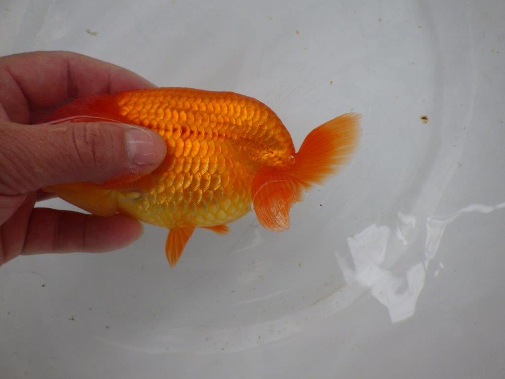 【浜松 茂木彰 氏】魚っぷりが良くご鑑賞お勧め!弐歳らんちゅう 約15㎝ メス?