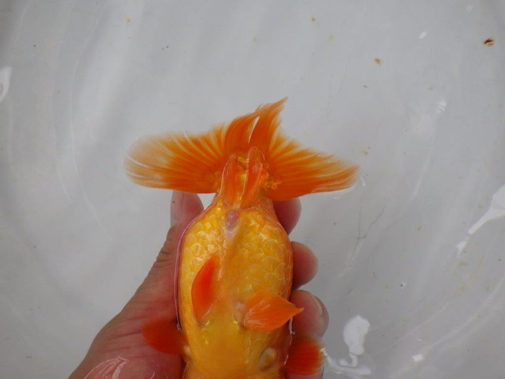 【浜松 茂木彰 氏】魚っぷりが良くご鑑賞お勧め!弐歳らんちゅう 約15㎝ メス?