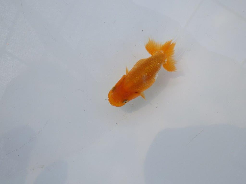 【 約１週間の期間限定販売】尾張りも良く背も綺麗　約8,5㎝　性別不明【 岡山村上暢彦氏作】の上身