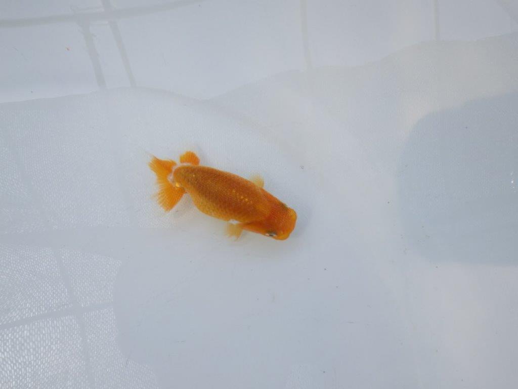 【 約１週間の期間限定販売】背も綺麗で頭も良い　約8㎝　性別不明【 岡山村上暢彦氏作】