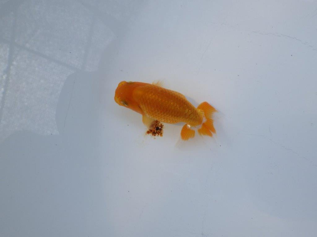 【 約１週間の期間限定販売】背も綺麗で頭も良い　約8㎝　性別不明【 岡山村上暢彦氏作】