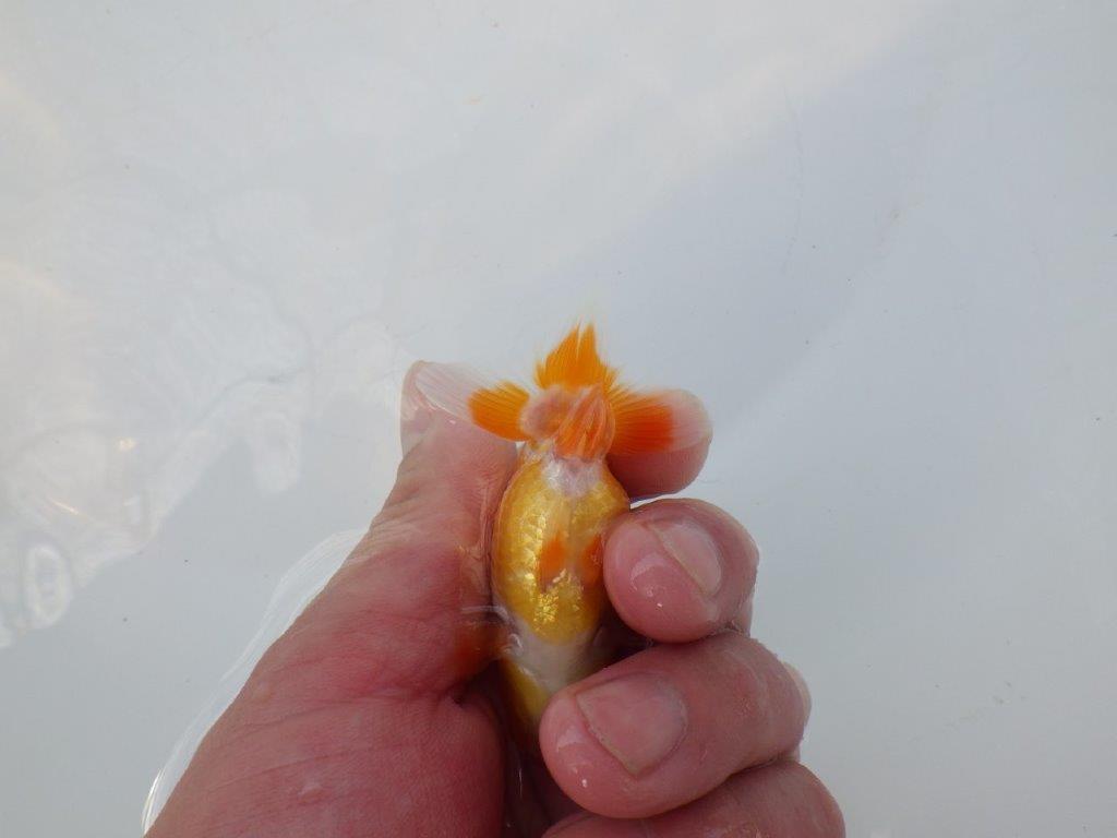 【 約１週間の期間限定販売】背も綺麗で頭も良い　約8㎝　性別不明【 岡山村上暢彦氏作】