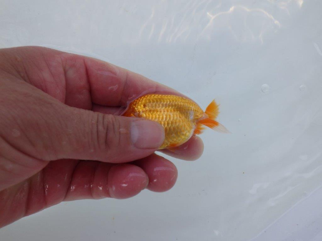 【 約１週間の期間限定販売】背も綺麗で頭も良い　約8㎝　性別不明【 岡山村上暢彦氏作】
