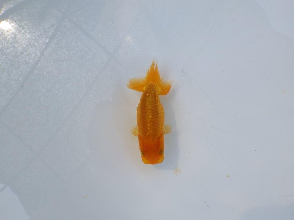 【 約１週間の期間限定販売】魚の雰囲気がとても良い　約8,5㎝　性別不明【 岡山村上暢彦氏作】の上身
