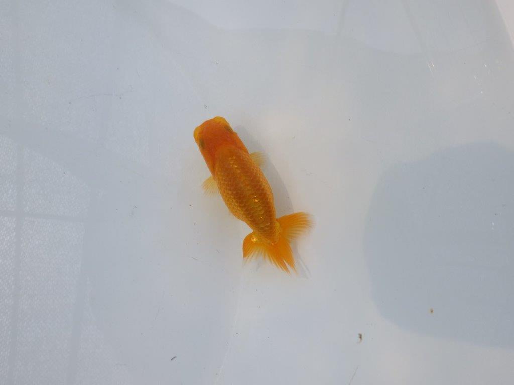 【 約１週間の期間限定販売】魚の雰囲気がとても良い　約8,5㎝　性別不明【 岡山村上暢彦氏作】