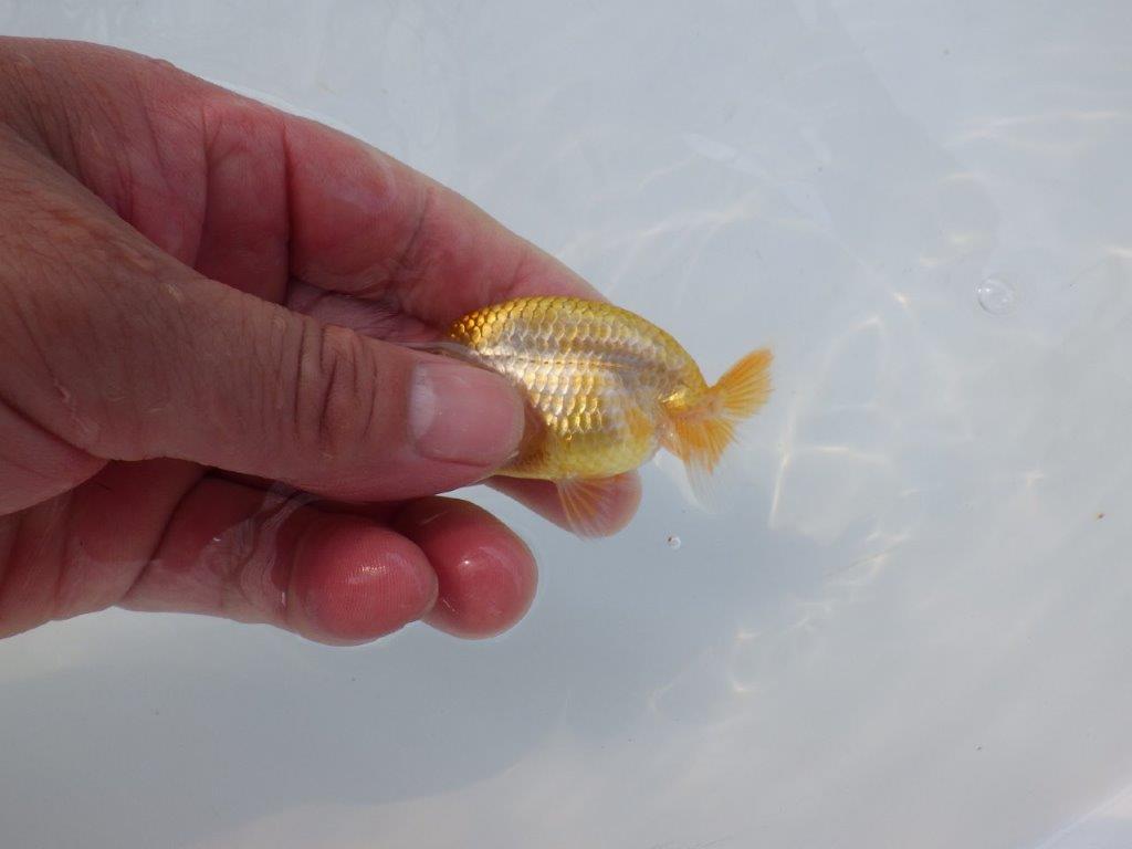 【 約１週間の期間限定販売】今後の成長に期待！　約8㎝　性別不明【 岡山村上暢彦氏作】