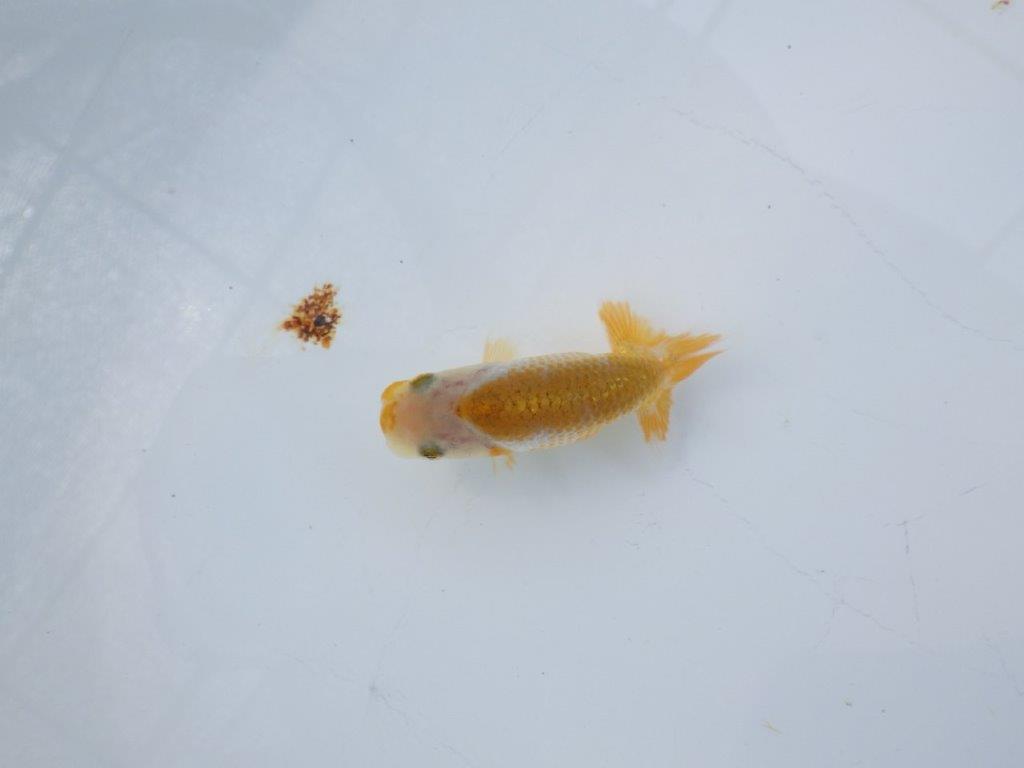 【 約１週間の期間限定販売】今後の成長に期待！　約8㎝　性別不明【 岡山村上暢彦氏作】