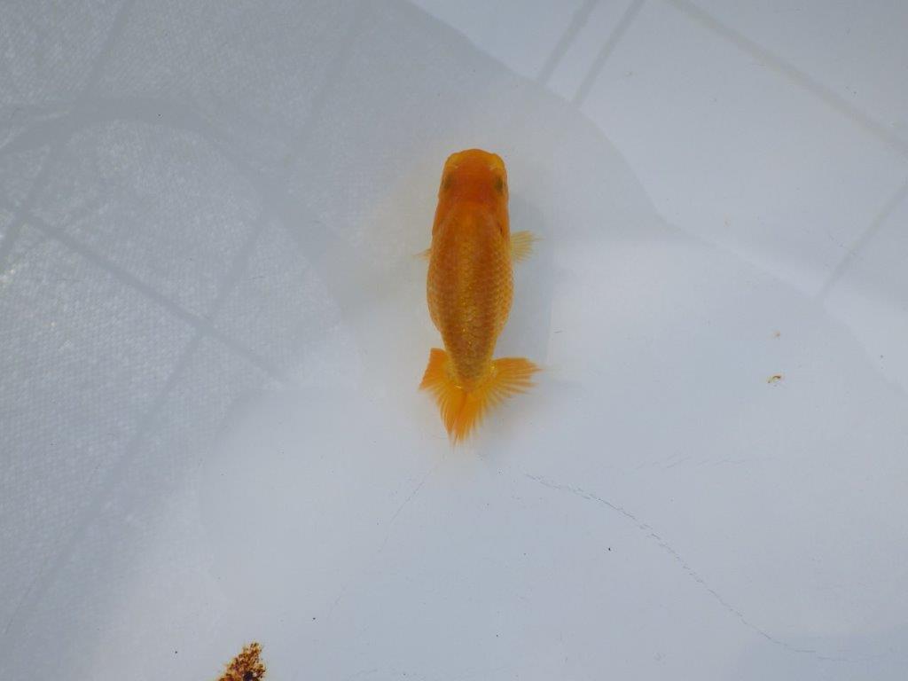 【 約１週間の期間限定販売】魚の雰囲気が良い　約9㎝　性別不明【 岡山村上暢彦氏作】