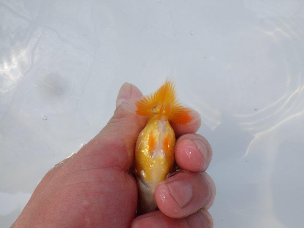 【 約１週間の期間限定販売】魚の雰囲気が良い　約9㎝　性別不明【 岡山村上暢彦氏作】