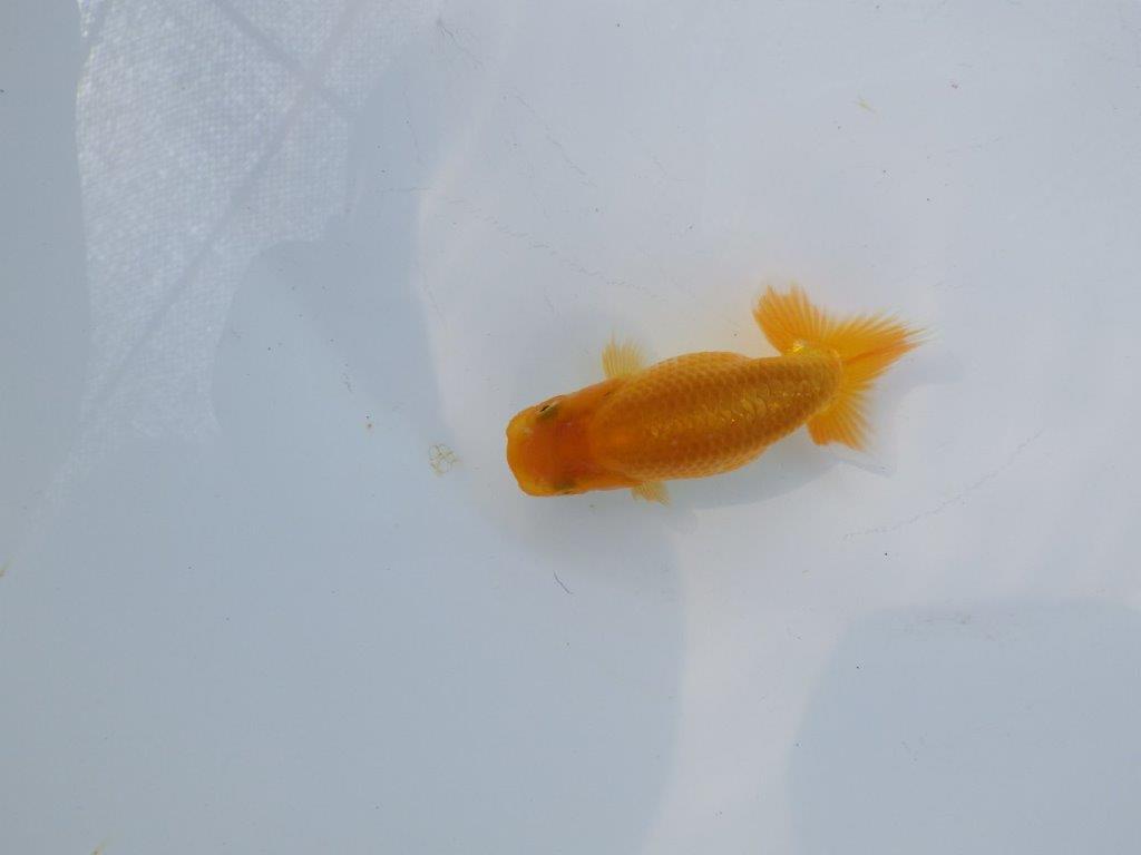 【 約１週間の期間限定販売】魚の雰囲気が良い　約9㎝　性別不明【 岡山村上暢彦氏作】