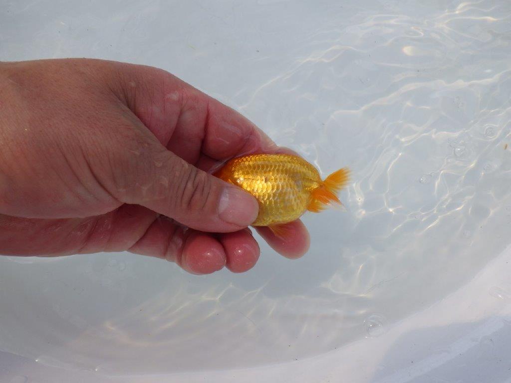 【 約１週間の期間限定販売】魚の雰囲気が良い　約9㎝　性別不明【 岡山村上暢彦氏作】