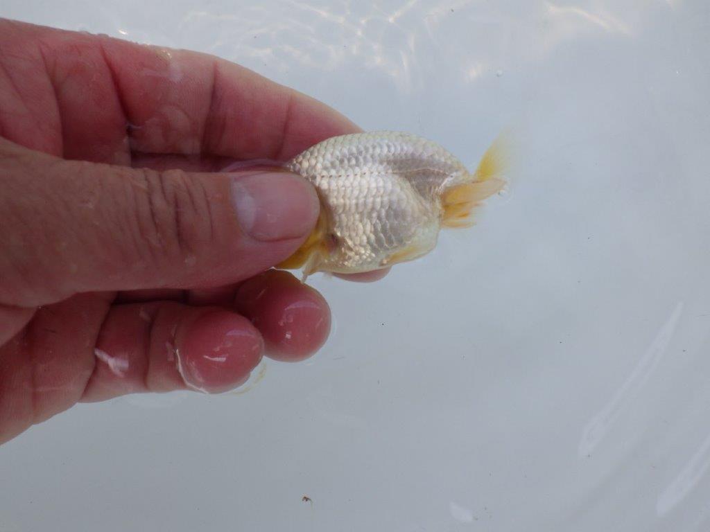 【 約１週間の期間限定販売】頭も尾型も最高！　約8㎝　性別不明【 岡山村上暢彦氏作】