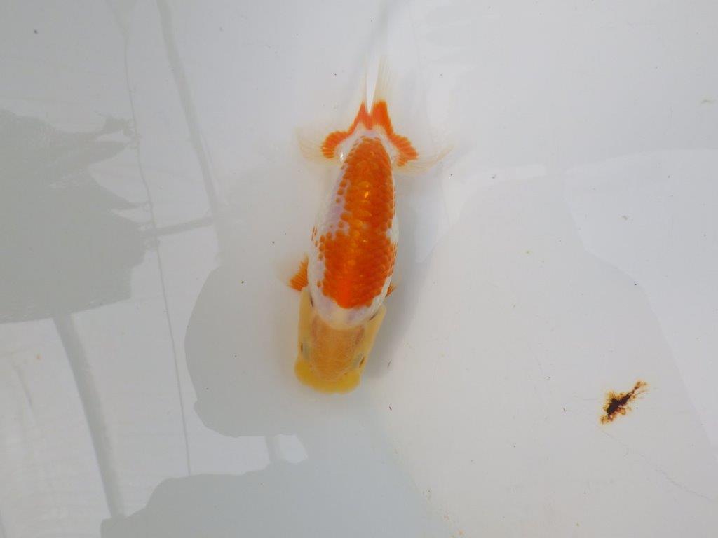 【愛知M 様】非常に美しい更紗！当歳らんちゅう  約10,5㎝
