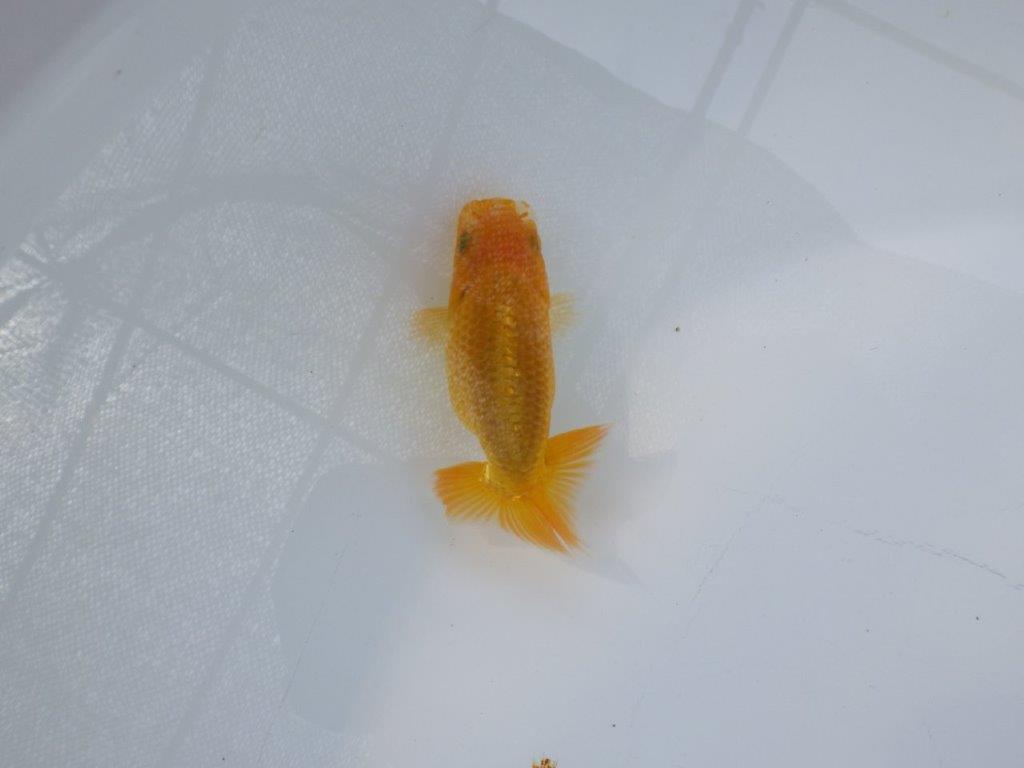 【 約１週間の期間限定販売】尾張りが良く背も綺麗　約9㎝　性別不明【 岡山村上暢彦氏作】