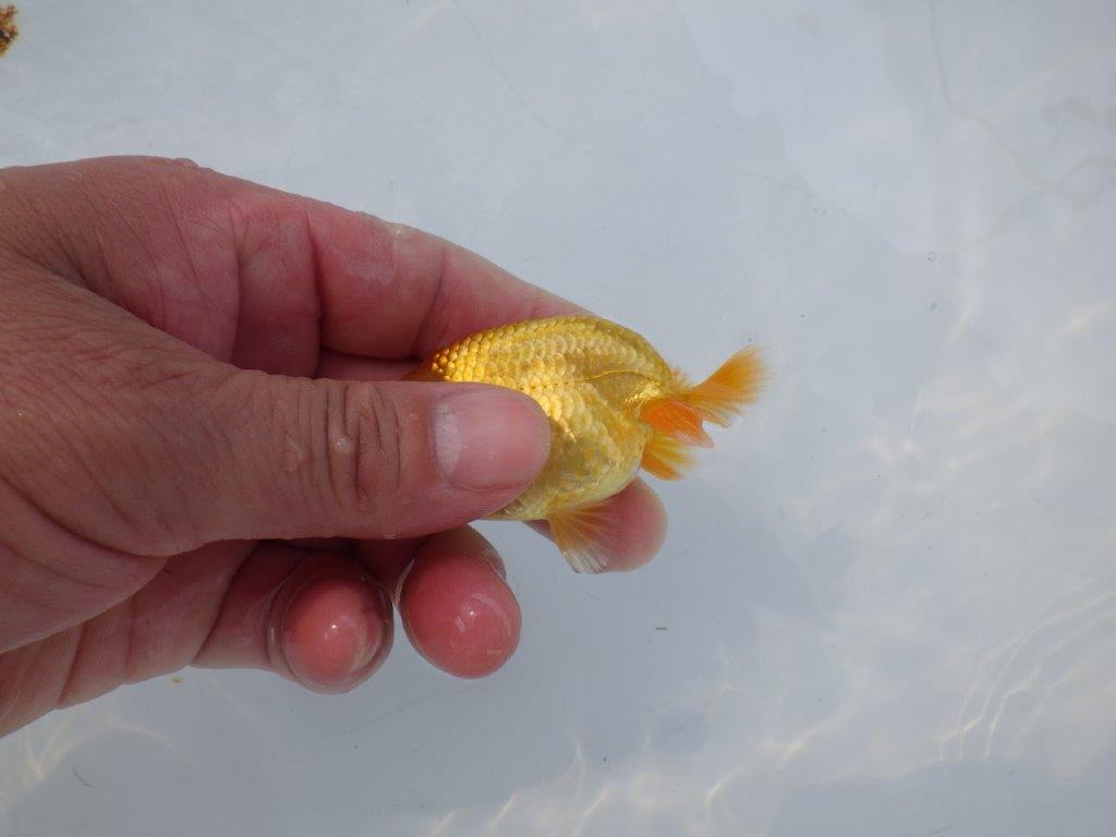 【 約１週間の期間限定販売】尾張りが良く背も綺麗　約9㎝　性別不明【 岡山村上暢彦氏作】