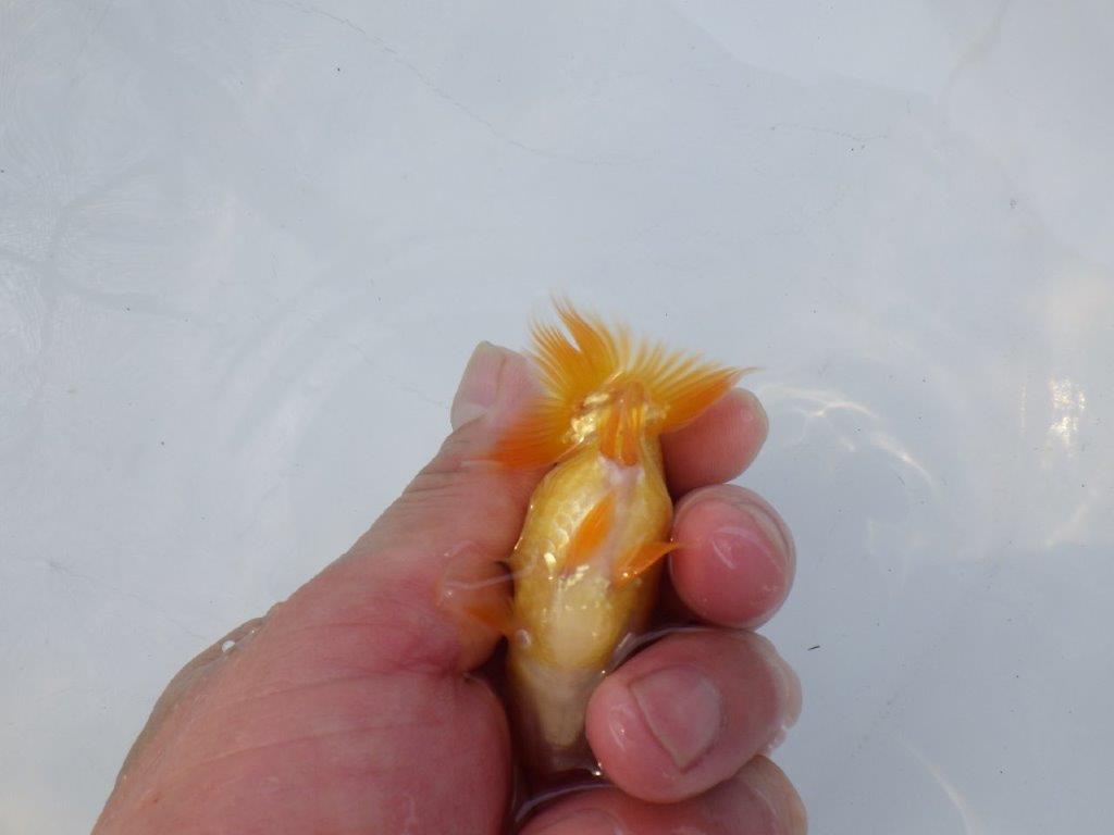 【 約１週間の期間限定販売】尾張りが良く背も綺麗　約9㎝　性別不明【 岡山村上暢彦氏作】
