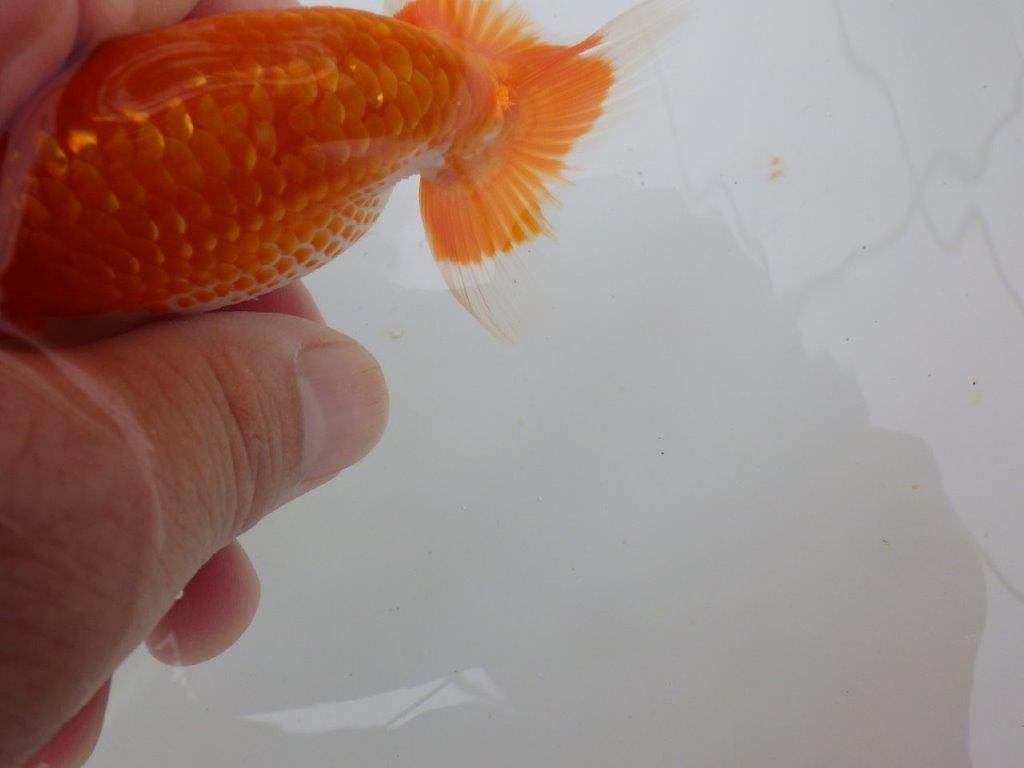 【愛知M 様】種にお勧め非常に綺麗な更紗!当歳らんちゅう 約10,5㎝
