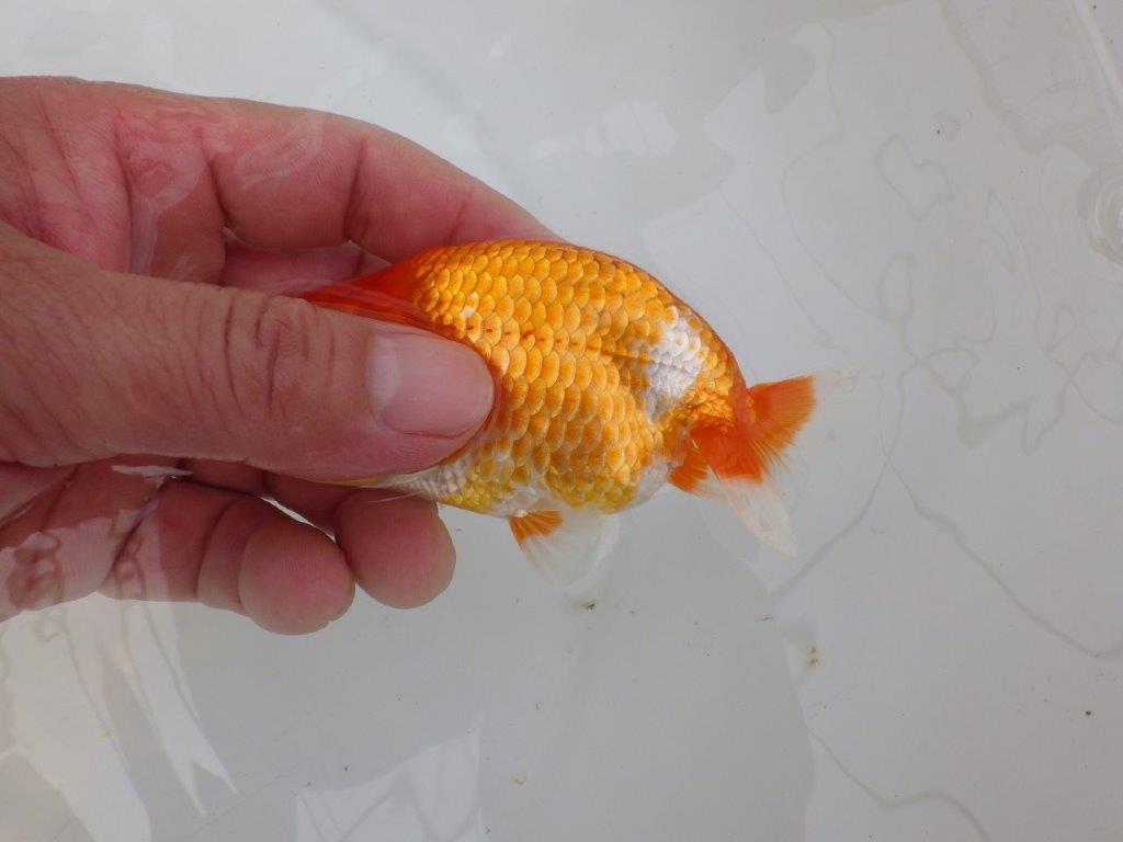 【愛知M 様】雰囲気が良く飼い込みお勧め！当歳らんちゅう  約10,5㎝