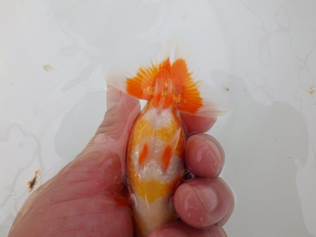 【愛知M 様】雰囲気が良く飼い込みお勧め！当歳らんちゅう  約10,5㎝