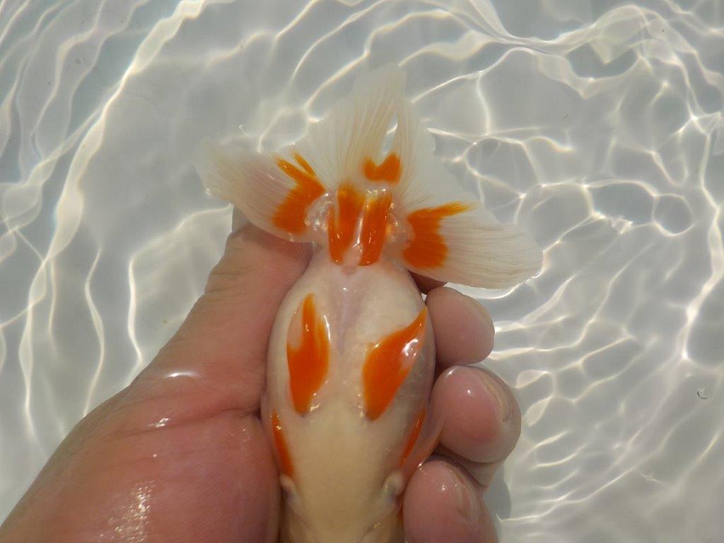 【管理魚　二歳らんちゅう】綺麗な柄の更紗で背も綺麗　約１２，５ｃｍ　オス