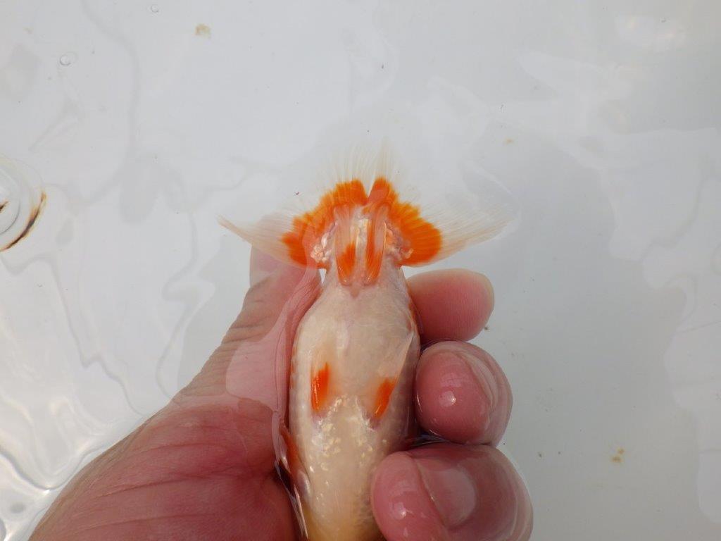 【愛知M 様】飼い込みお勧め美しい柄の更紗当歳らんちゅう  約10㎝