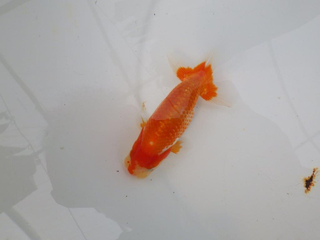 【愛知M 様】飼い込みお勧め美しい柄の更紗当歳らんちゅう  約10㎝