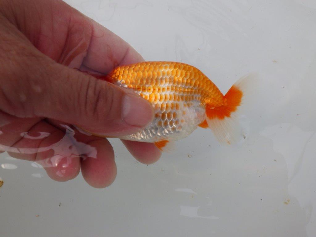 【愛知M 様】飼い込みお勧め美しい柄の更紗当歳らんちゅう  約10㎝