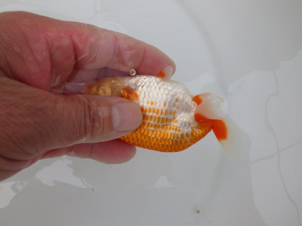【愛知M 様】飼い込みお勧め美しい柄の更紗当歳らんちゅう  約10㎝