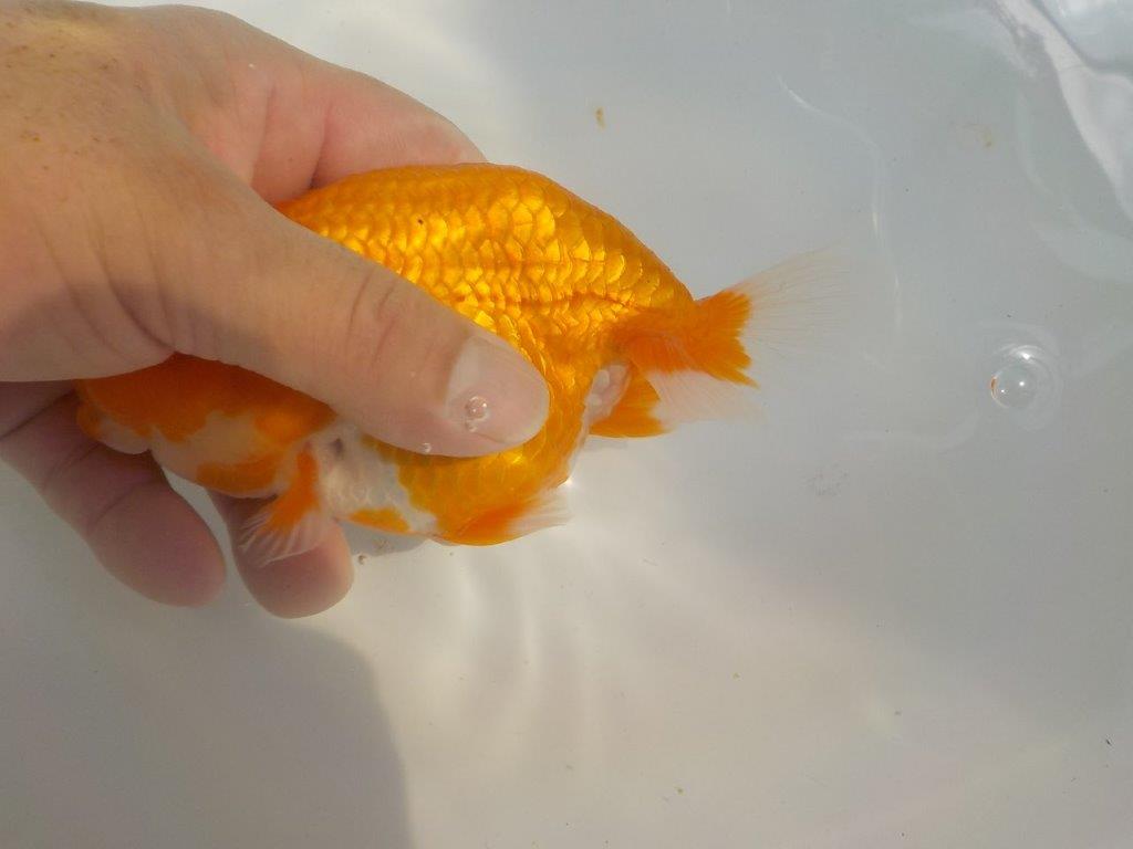 【管理魚　二歳らんちゅう】厚みのあるしっかりした尾　約１４ｃｍ　オス