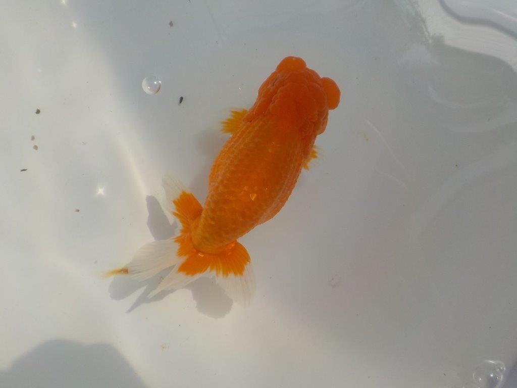 【管理魚　二歳らんちゅう】厚みのあるしっかりした尾　約１４ｃｍ　オス