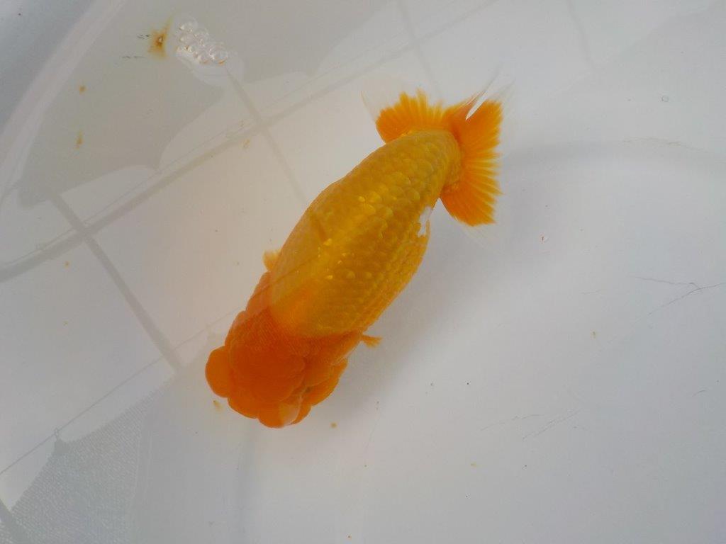 【管理魚　二歳らんちゅう】仕上がりそうな魚です　約１４，５ｃｍ　メス