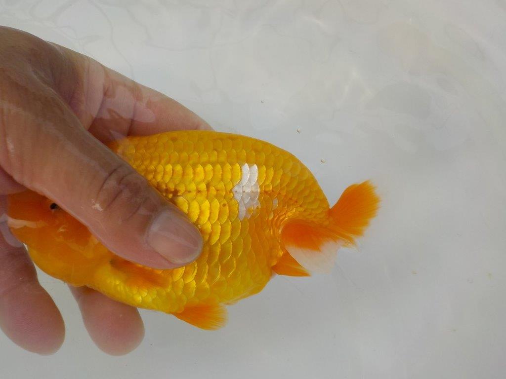 【管理魚　二歳らんちゅう】仕上がりそうな魚です　約１４，５ｃｍ　メス