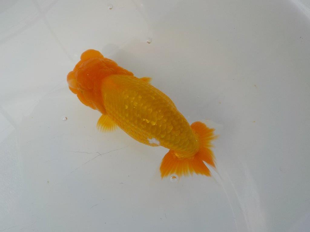 【管理魚　二歳らんちゅう】仕上がりそうな魚です　約１４，５ｃｍ　メス