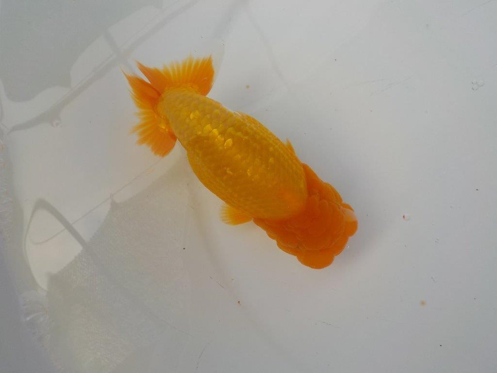 【管理魚　二歳らんちゅう】仕上がりそうな魚です　約１４，５ｃｍ　メス