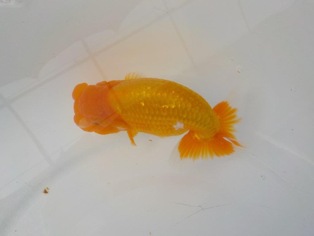 【管理魚　二歳らんちゅう】仕上がりそうな魚です　約１４，５ｃｍ　メス